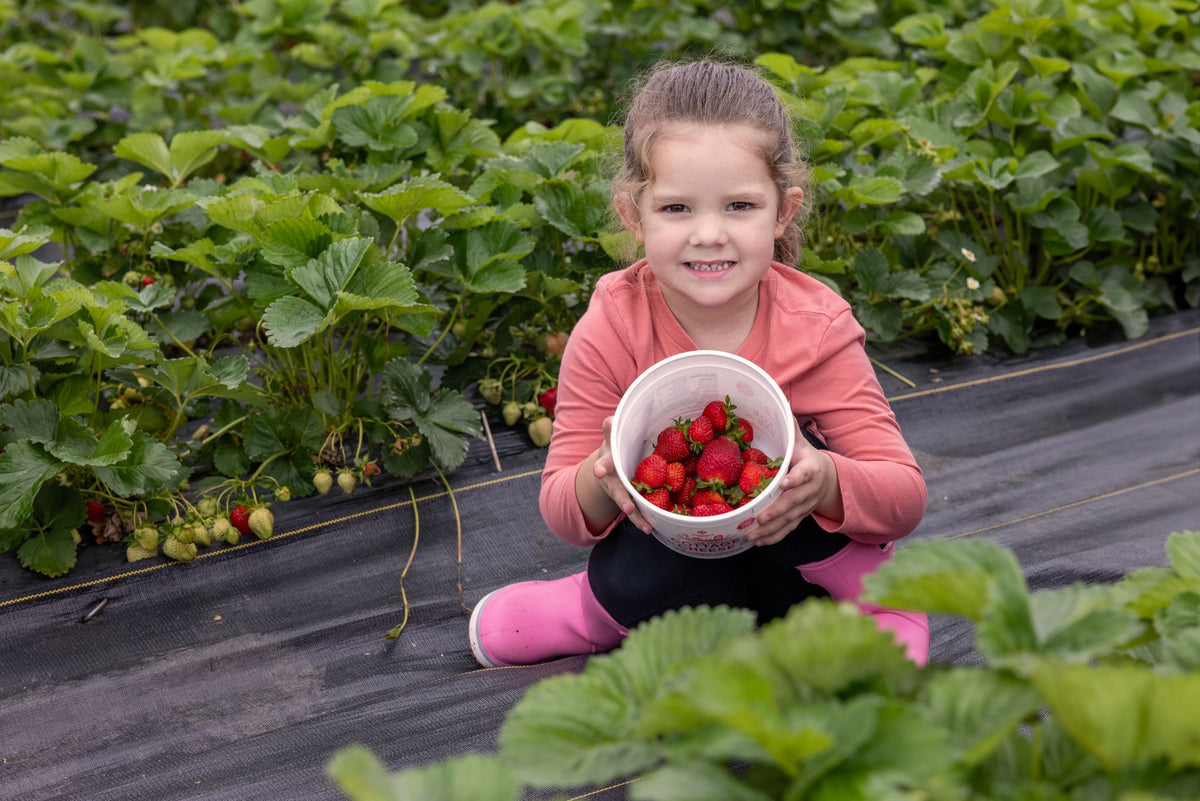 Weed-free Strawberry Cloth