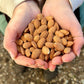 closeup of a handful of organic almonds