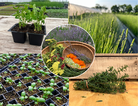 Herbal Tea Garden (Free Shipping)