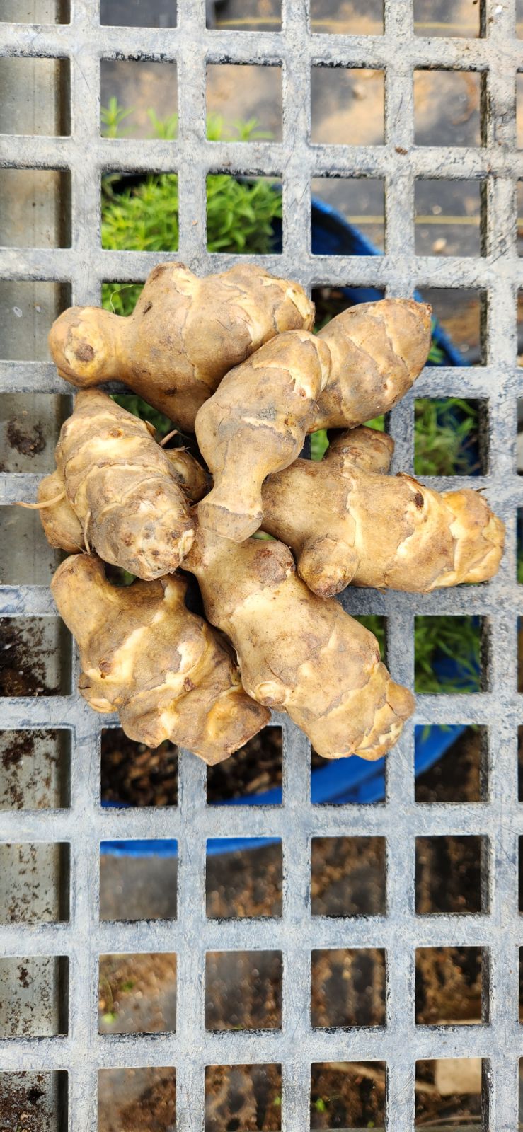 Jerusalem Artichoke Tubers ~PREORDER