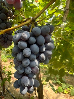 Jupiter Grape Vine (Seedless)