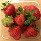 Keepsake Strawberry Plugs