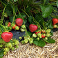 Keepsake Strawberry Plugs