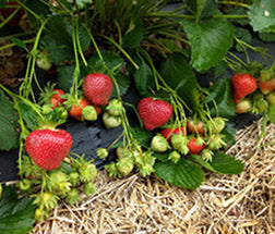 Keepsake Strawberry Plugs
