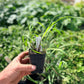 Lemongrass Plant (Cymbopogon citratus)