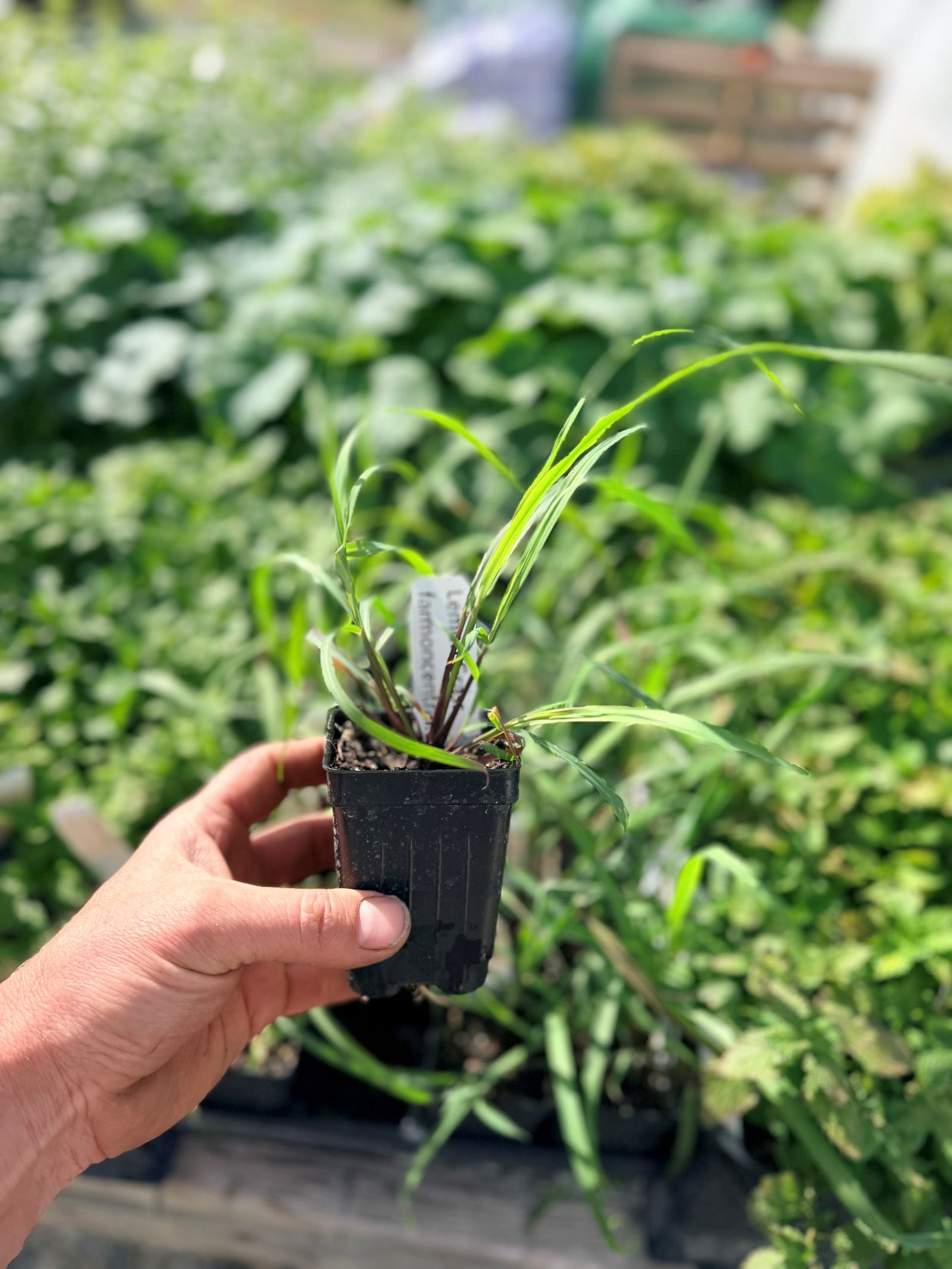 Lemongrass Plant (Cymbopogon citratus)