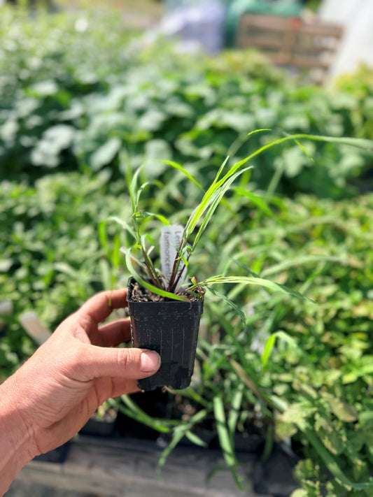 Lemongrass Plant (Cymbopogon citratus)