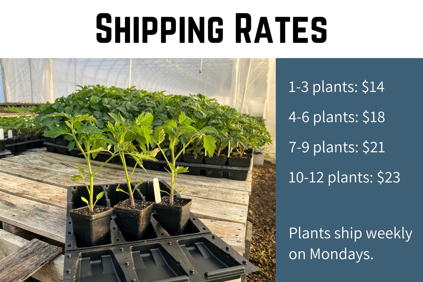 shipping rates for live garden plants