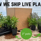 three inch pot size for live garden plants