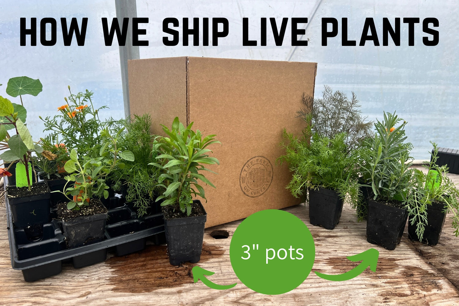 parsley plant pot size Italian Parsley Plant