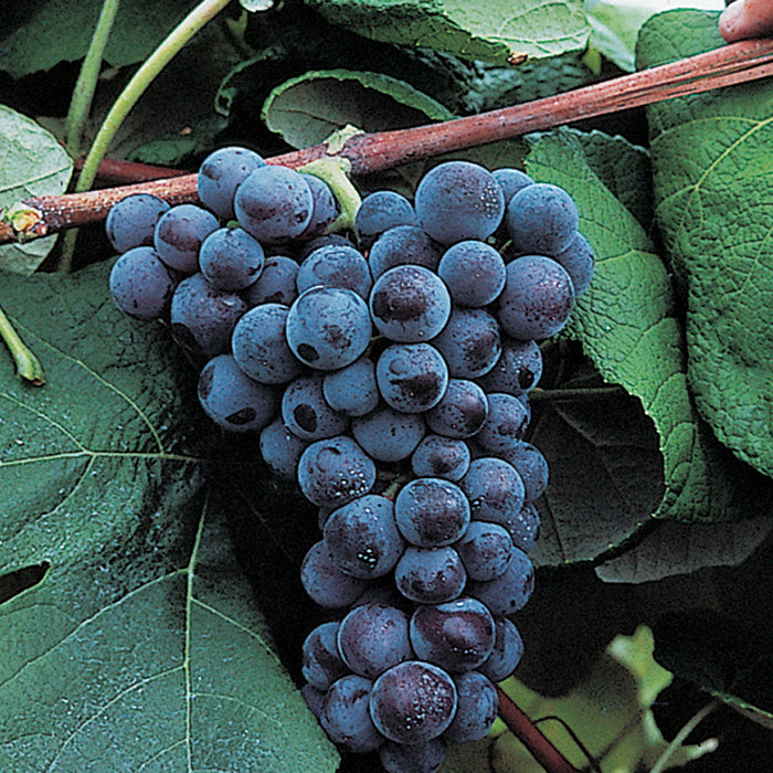 Mars Grape Vine