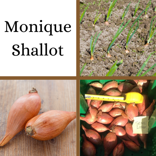 PRE-ORDER: Monique Shallot - French Heirloom