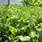 Italian Parsley Plant
