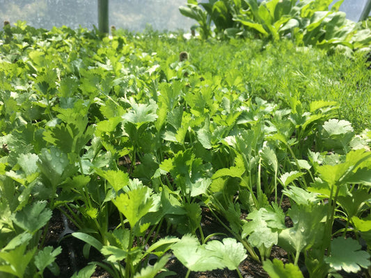 Italian Parsley Plant