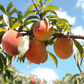 Organic Peaches from Watsonia Farms - PreOrder