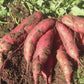 Sweet Potato Plants, Covington (Free Shipping)