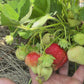 Galletta Strawberry Plugs