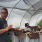 Bulk Seed Garlic (50lbs+) - German White Hardneck