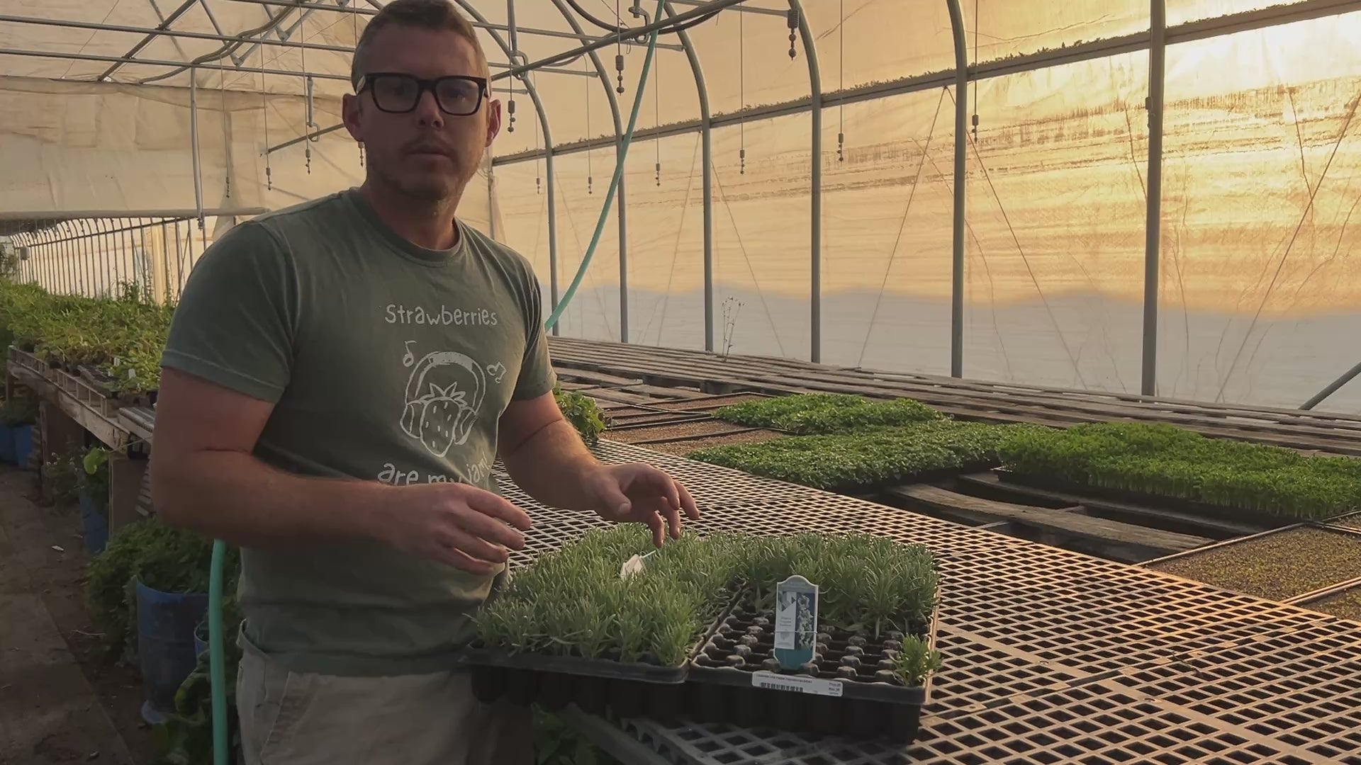 Sensational Lavender Plants – The Farm On Central