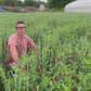 Overwintering Cover Crop Mix: Hardy Protection for Year-Round Soil Health