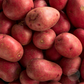 Red Port Seed Potato