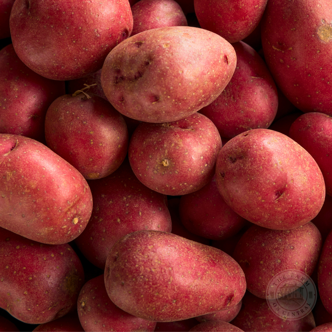 Red Port Seed Potato