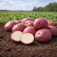 Red Port Seed Potato