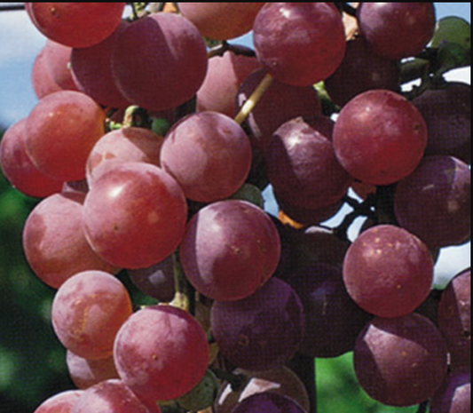 Redline Grape Grapevines – The Farm On Central