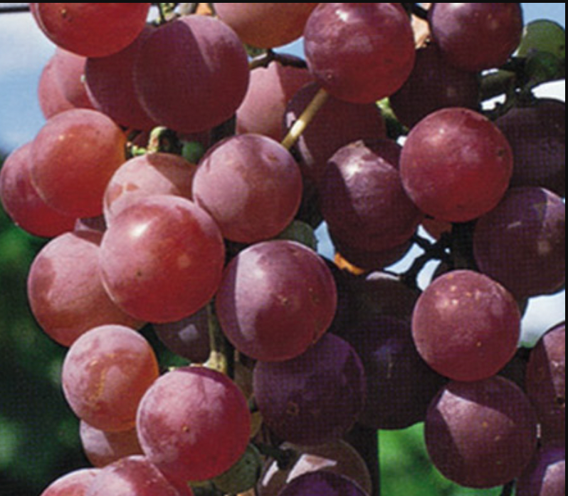 cluster of red reliance seedless grapes on the vine