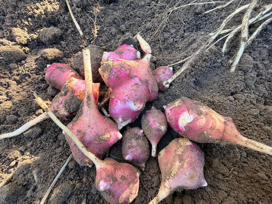 Red Fuseau Jerusalem Artichokes