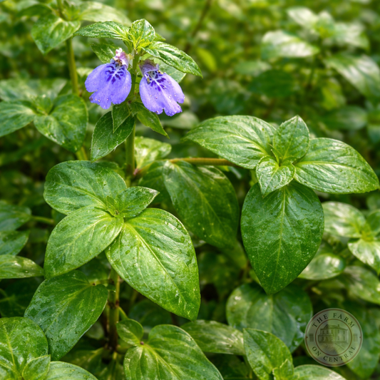Rungia Klossii mushroom plant