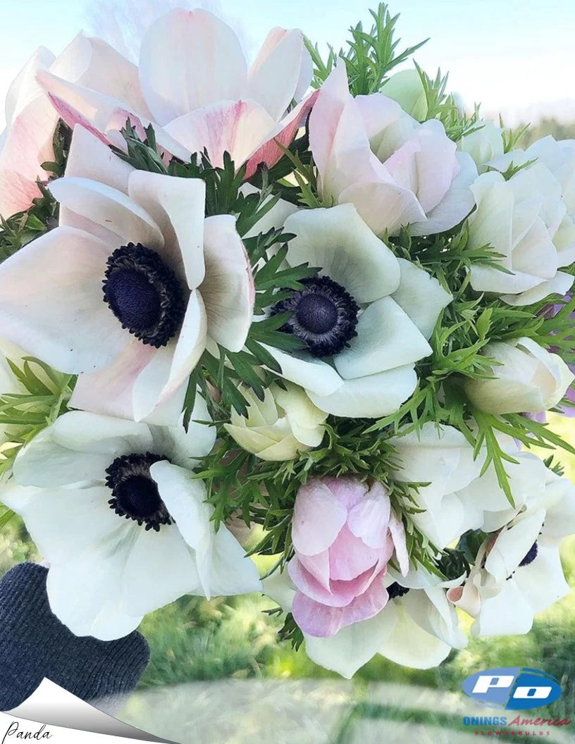 Italian Ranunculus & Anemone Collection – Try Before You Commit!