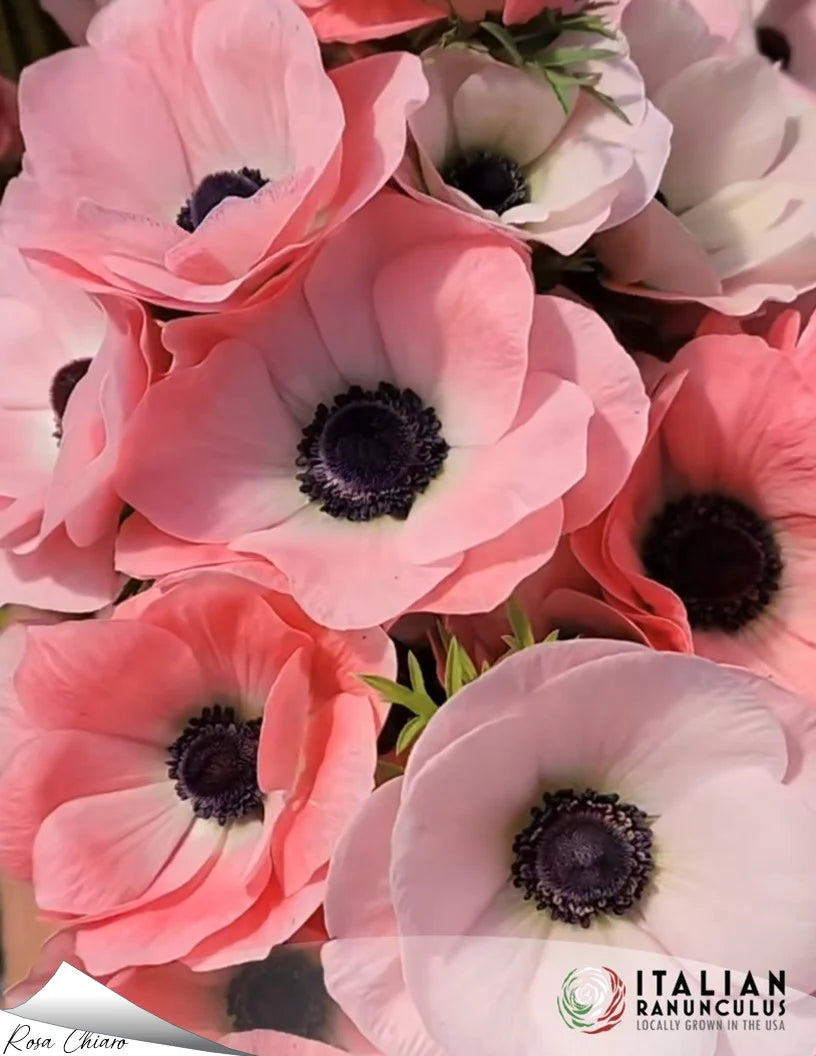 Italian Ranunculus & Anemone Collection – Try Before You Commit!