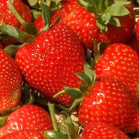 Albion Strawberry Plugs