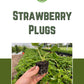 Preorder Cabot Strawberry Plants- Fall Planting for Spring Harvest