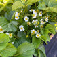 Mara Des Bois Everbearing Strawberry Plants