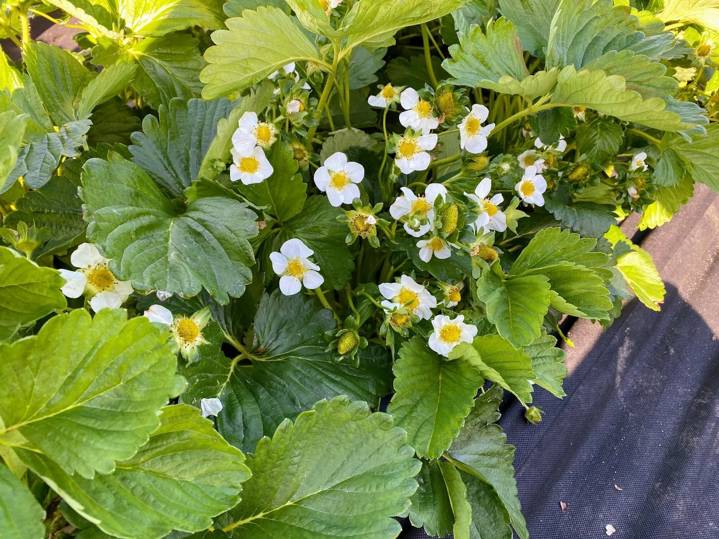 Mara Des Bois Everbearing Strawberry