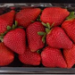 Surfline Strawberry Plugs