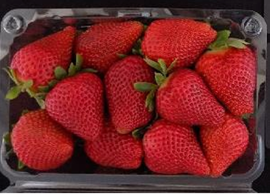 Surfline Strawberry Plugs