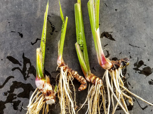 Sweet Flag Rooted Plants