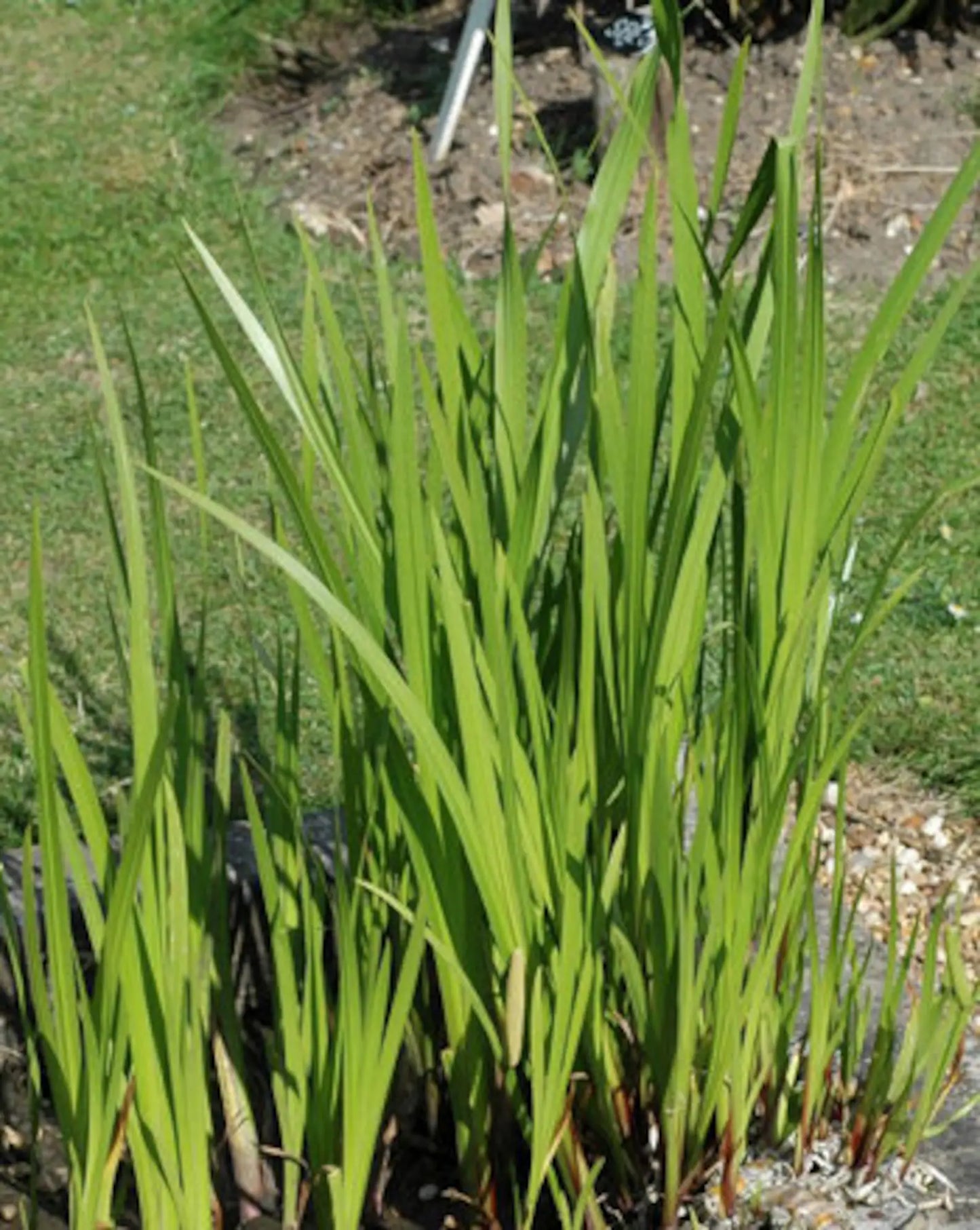 Sweet Flag Rooted Plants