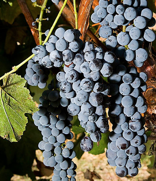 Thomcord Grape Vine