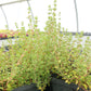 Thyme, English