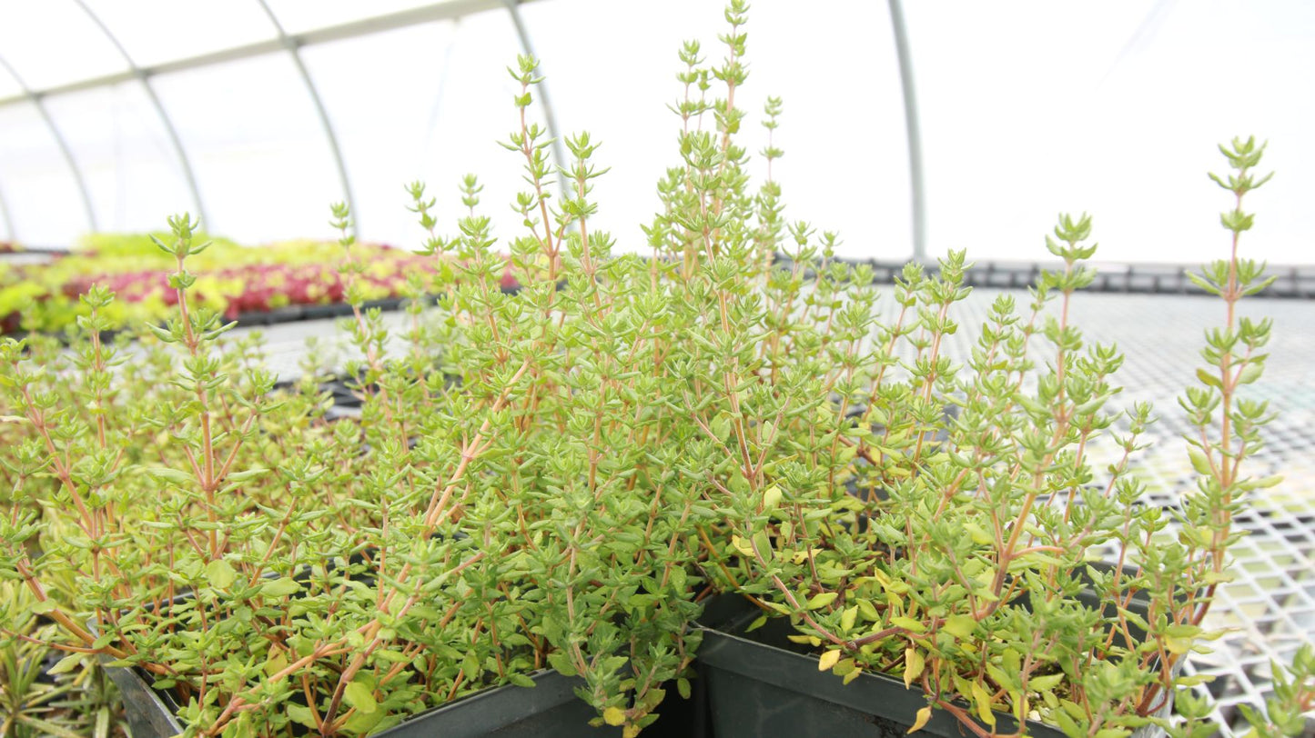 Thyme, English