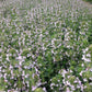 Thyme, English