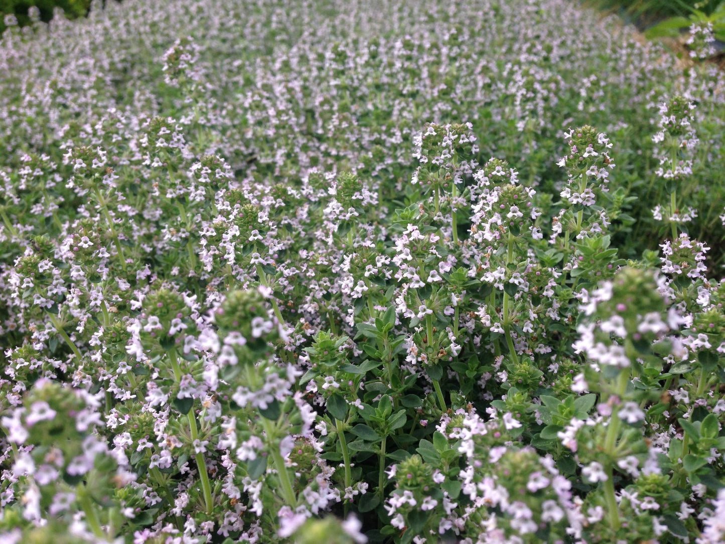 Thyme, English