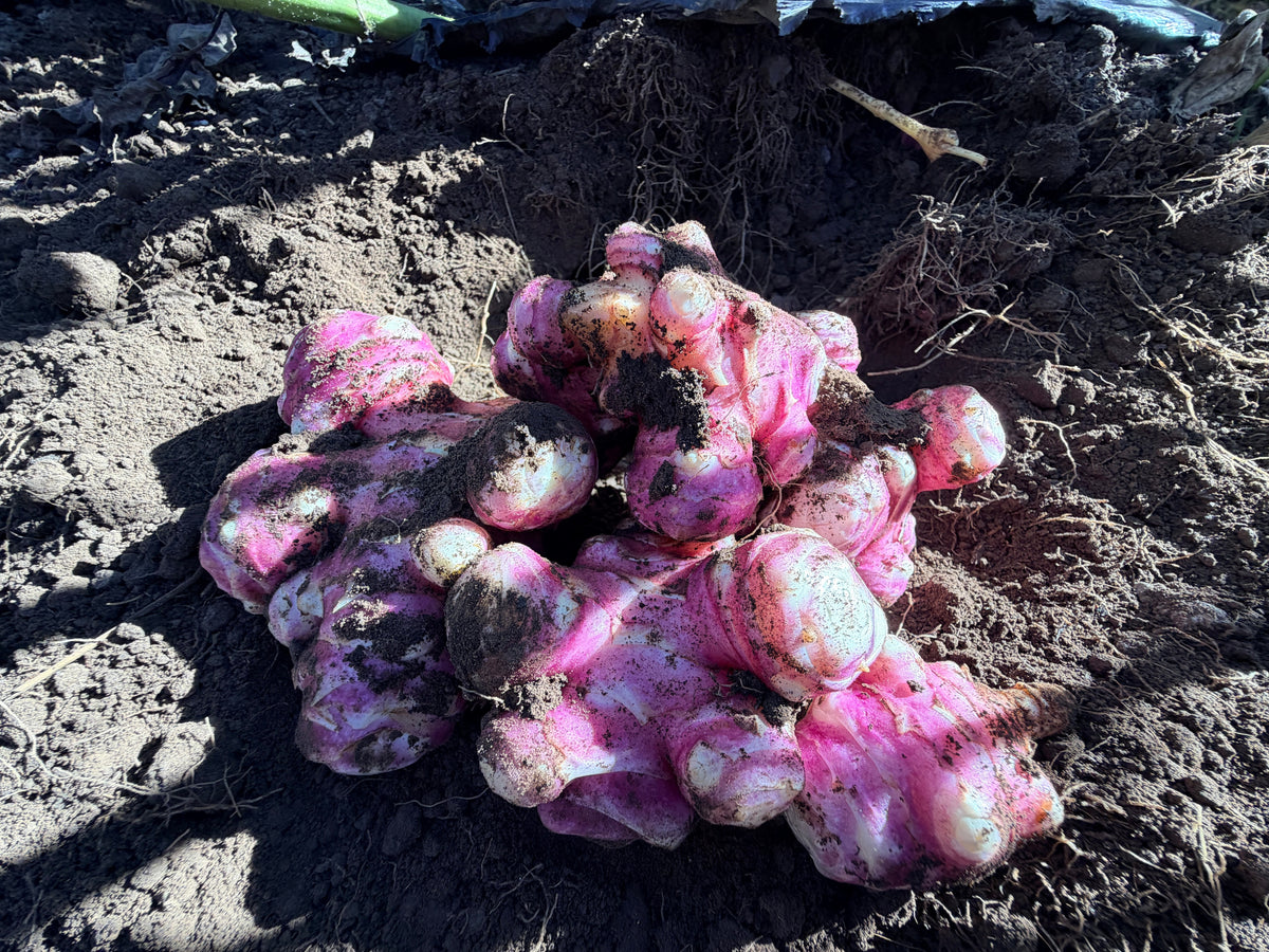 Tomahawk Jerusalem Artichokes