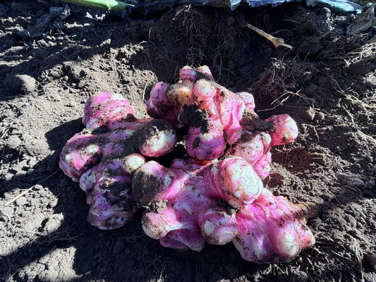 Tomahawk Jerusalem Artichokes