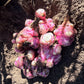 Tomahawk Jerusalem Artichokes