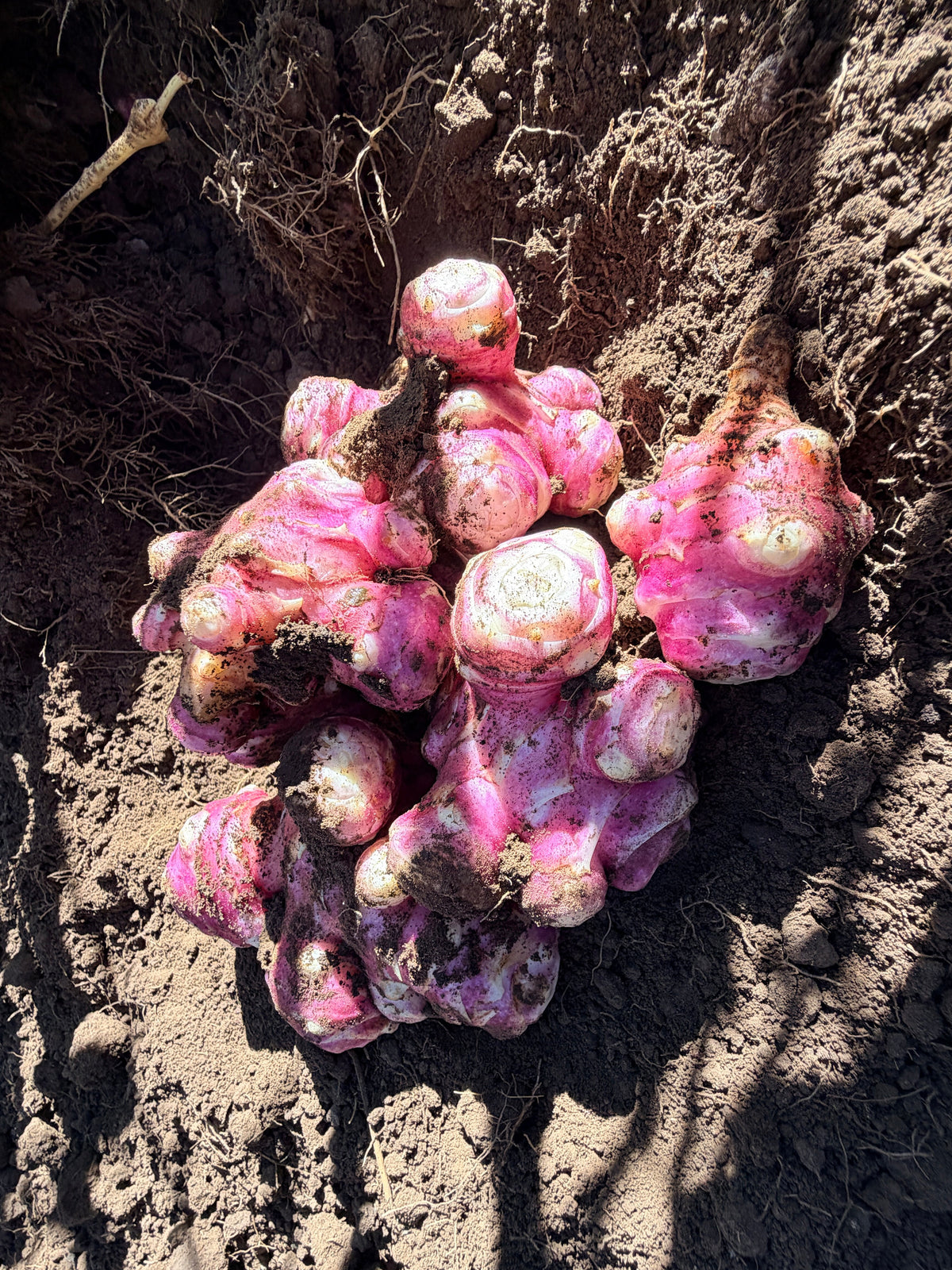 Tomahawk Jerusalem Artichokes